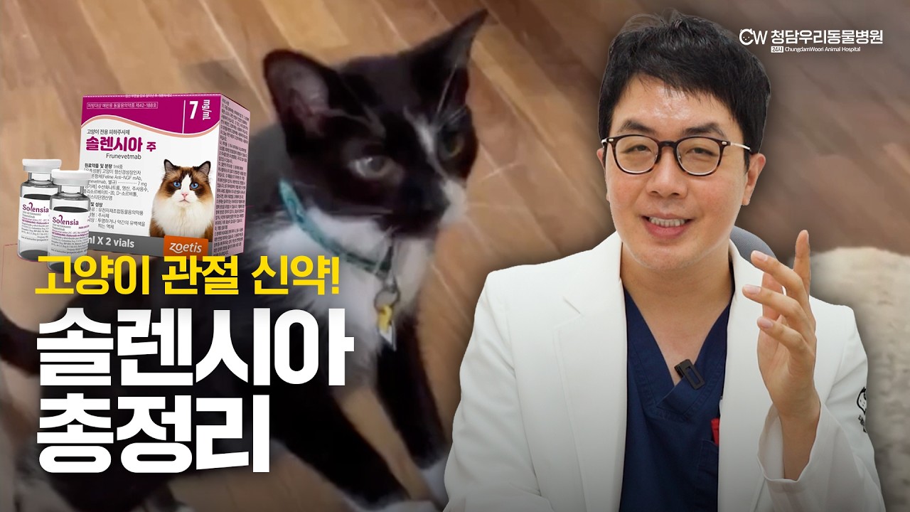 고양이 신약! 관절 주사 솔렌시아 맞는 방법✨효과와 부작용 총정리!