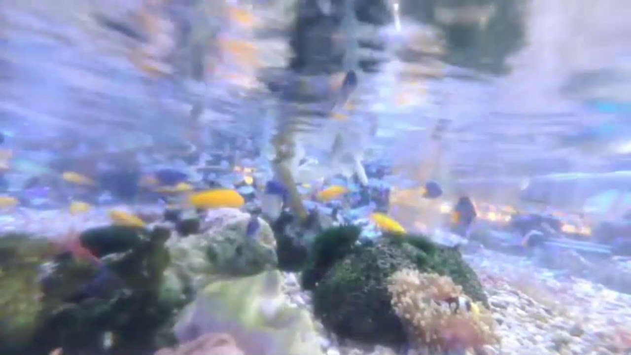 日海センター　水槽 or 駐車場の様子　ライブ