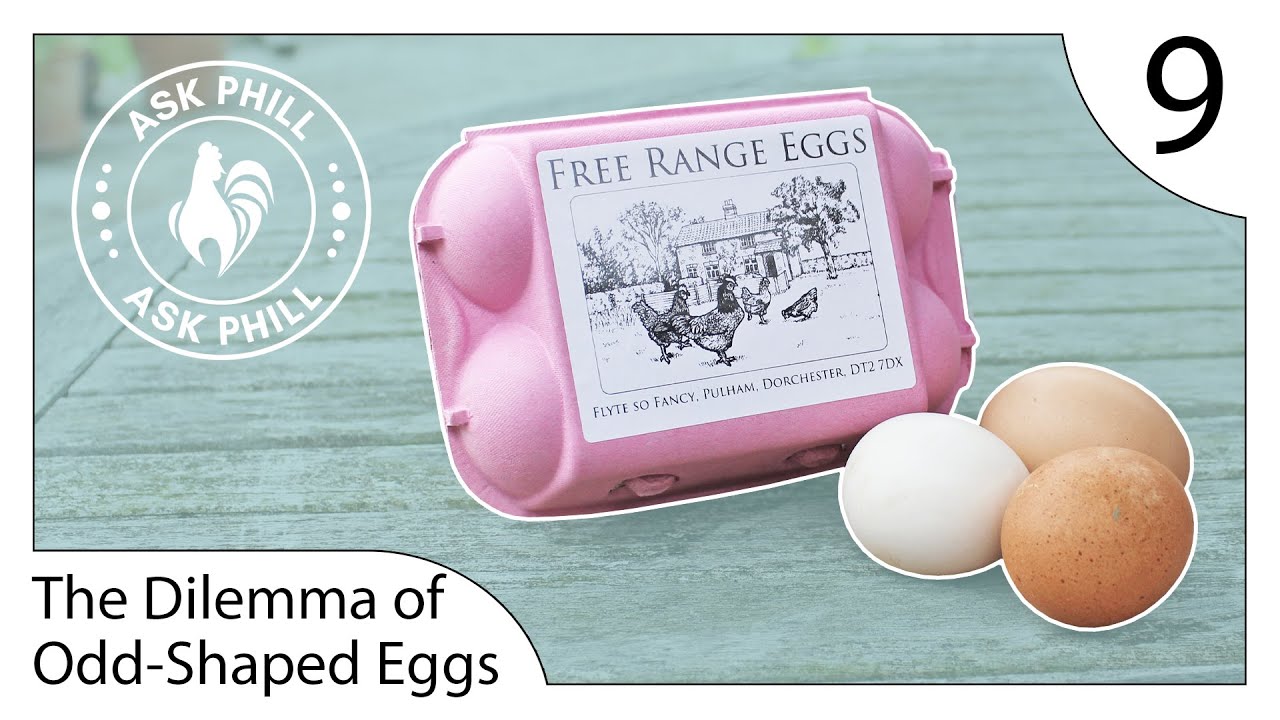 Cracking the Mystery: The Dilemma of Odd-Shaped Hen Eggs - Ask Phill 9