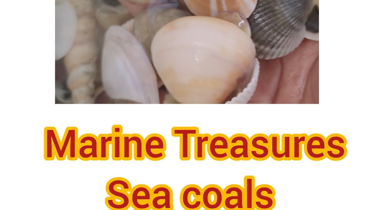 Sea coal -Marine Treasures🌊|clams|cone shells|Sea coal | 