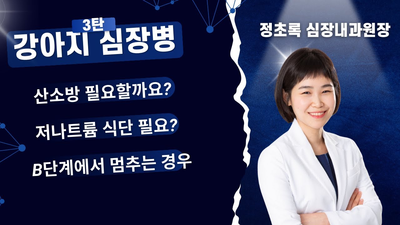 강아지 심장병 B단계에서 진행되지 않을 수 있다? #강아지심장병 #강아지심장질환