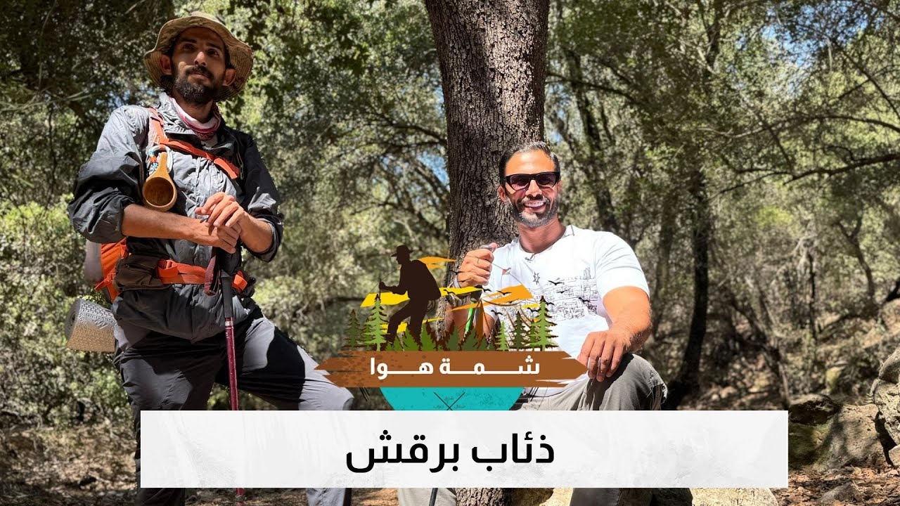 ذئاب برقش… أسطورة؟ ولا حقيقة تمشي بين الشجر