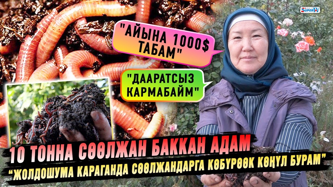 Үйүндө 10 тонна сөөлжан баккан адам | “Сөөлжан багып айына 1000 доллар табам” дейт ал