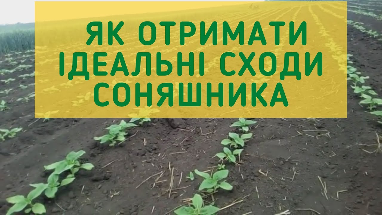 Как получить идеальные  всходы подсолнуха.