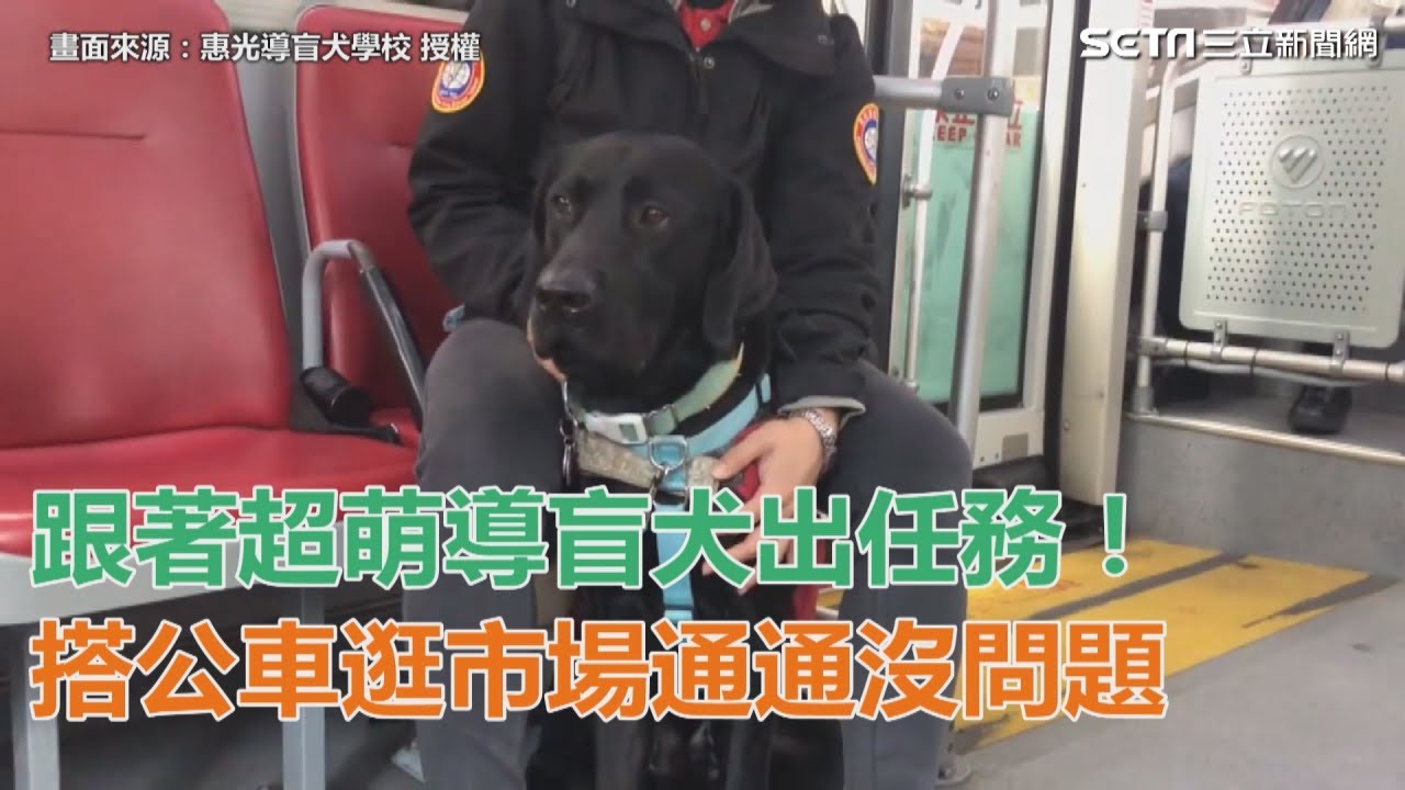 跟著超萌導盲犬出任務！　搭公車逛市場通通沒問題｜三立新聞網SETN.com