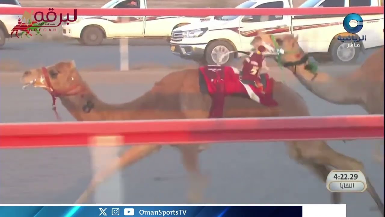 ش1 خيرة لـ  هجن البشاير (السباق السنوي للاتحاد العماني 19-01-2026ص) لقايا بكار 8:04:91