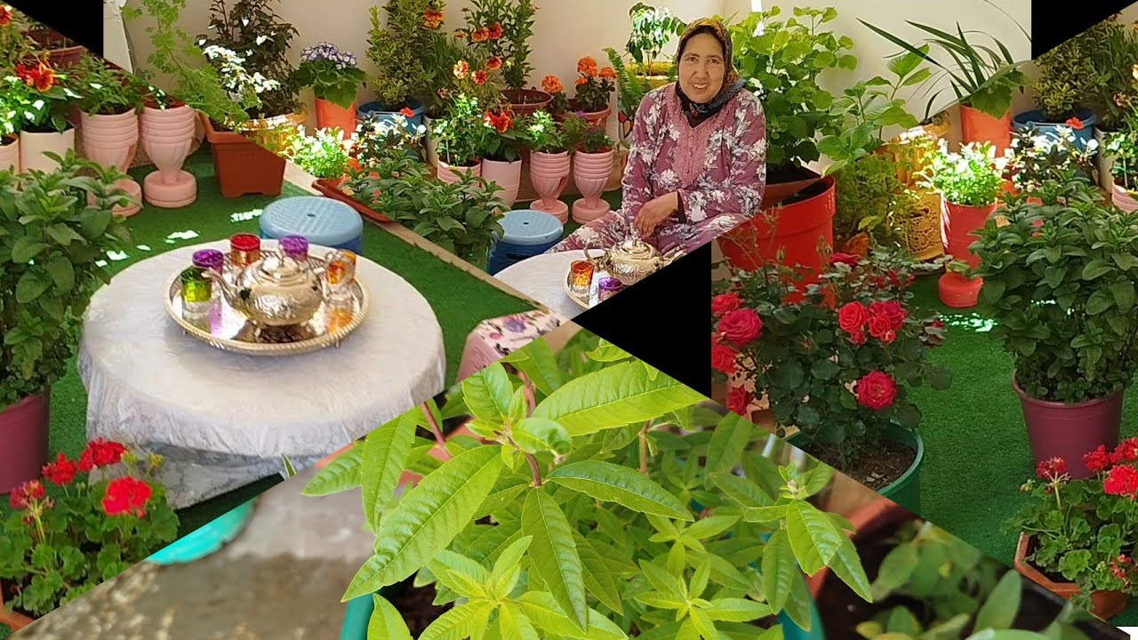 زراعة نبتة اللويزة أو المليسة في المنزل عن طريق الأغصان مع أمي إيطو ومعلومات مفيدة