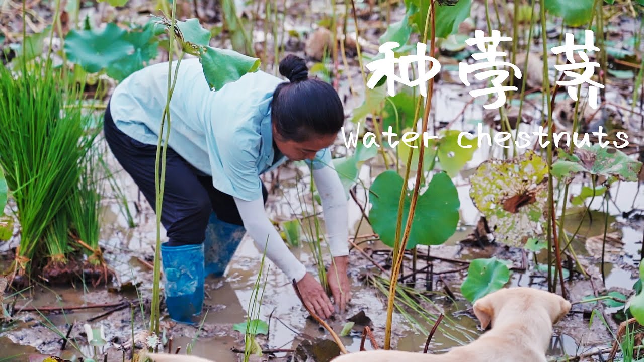蓮子快過季了，我在蓮田裏種荸薺|Planting water chestnuts in the lotus field【乡野莲姐】