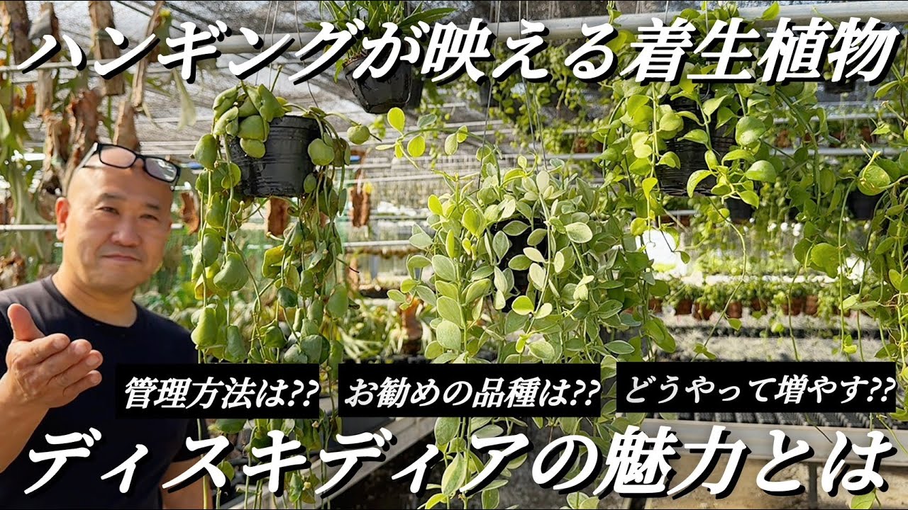 #4 【ディスキディア】緑のカーテンに癒されたい方はお勧めです！！