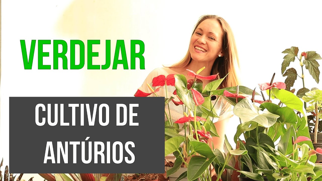 VERDEJAR, CULTIVO DE ANTÚRIOS