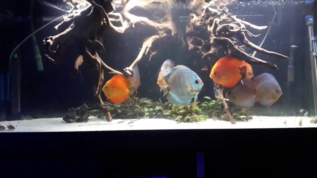 100 gallons discus tank