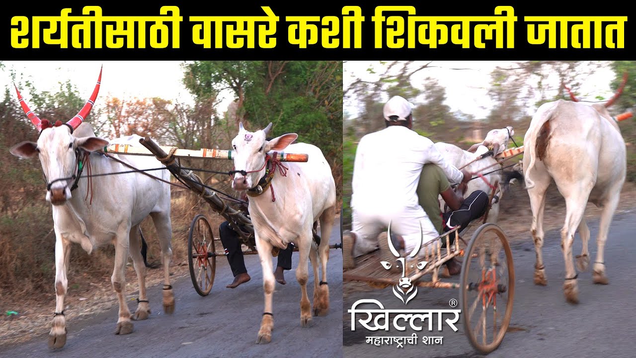 शर्यतीसाठी वासरे मोठ्या बैलाबरोबर कशी शिकवली जातात नक्की बघा | Khillar Maharashtrachi Shaan 2023