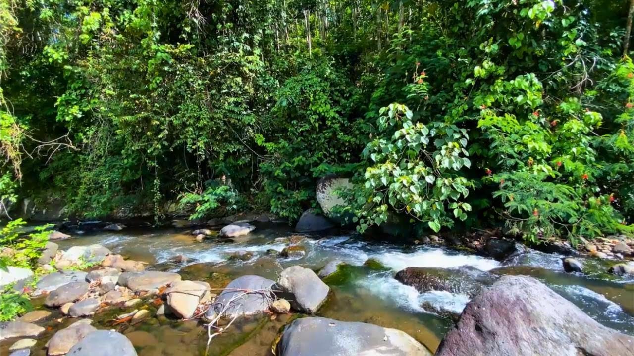 Gentle Forest Stream Flowing Over Stones for Deep Sleep, Relaxation & Nature Calm | Planet Walungan