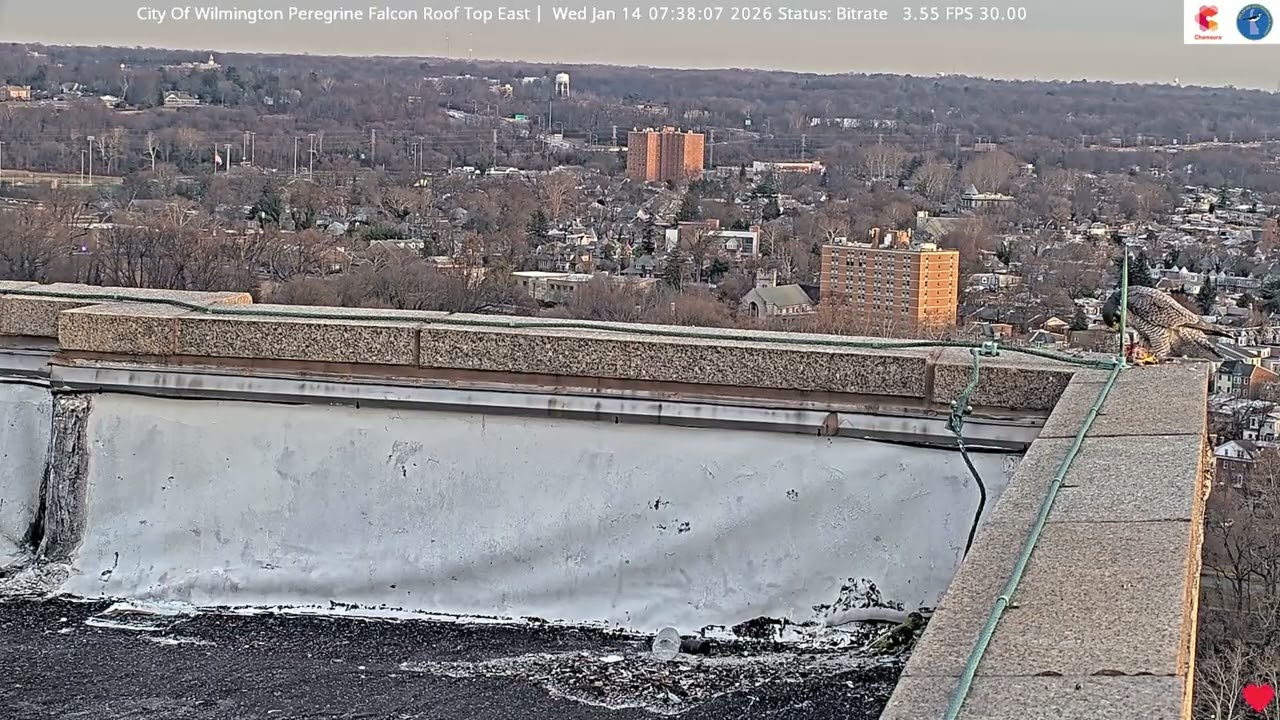Wilmington Falcon Cam: 2026.01.14