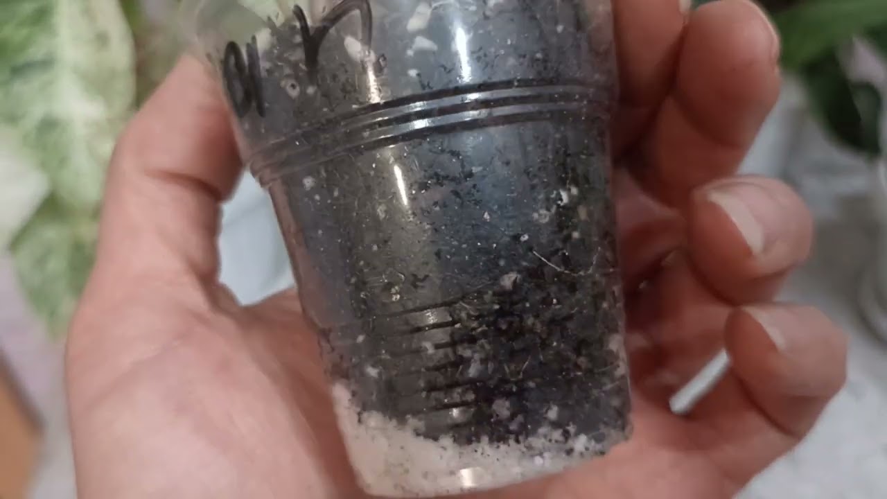 КУСТОВЫЕ  ФИЛОДЕНДРОНЫ 2 часть , обзор и ПРОДАЖА