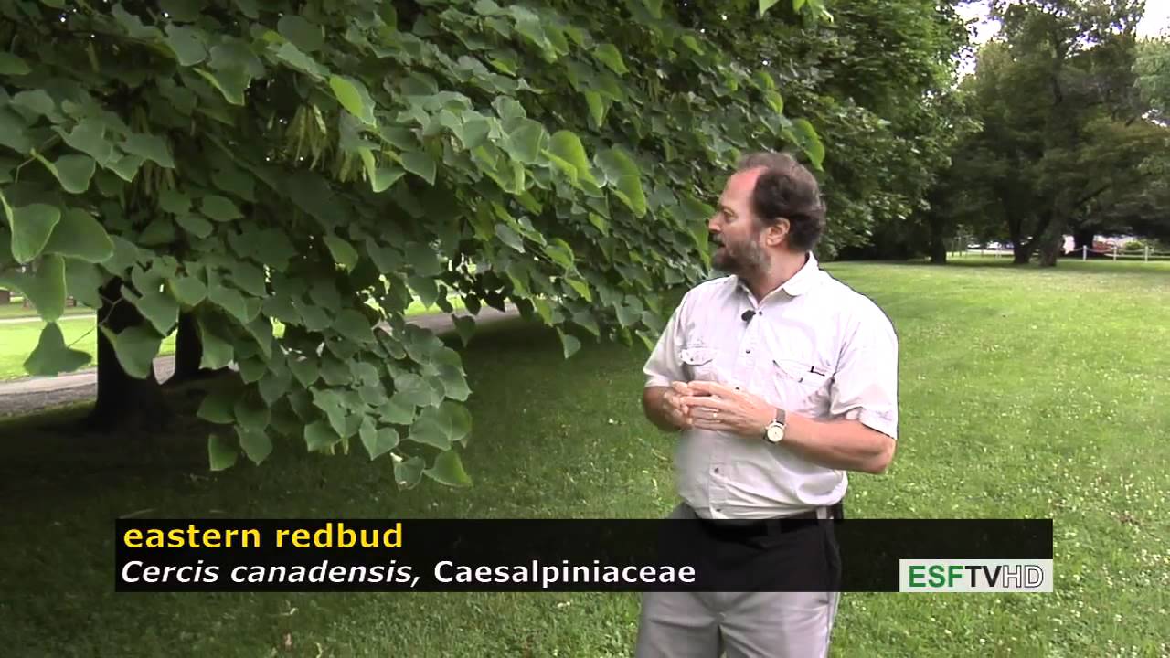 Trees with Don Leopold - eastern redbud