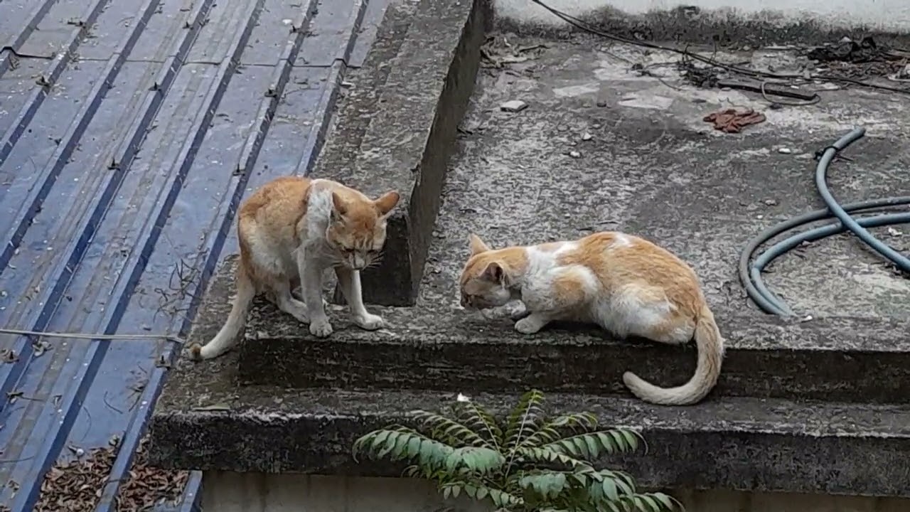 Cat #animal #animallovers