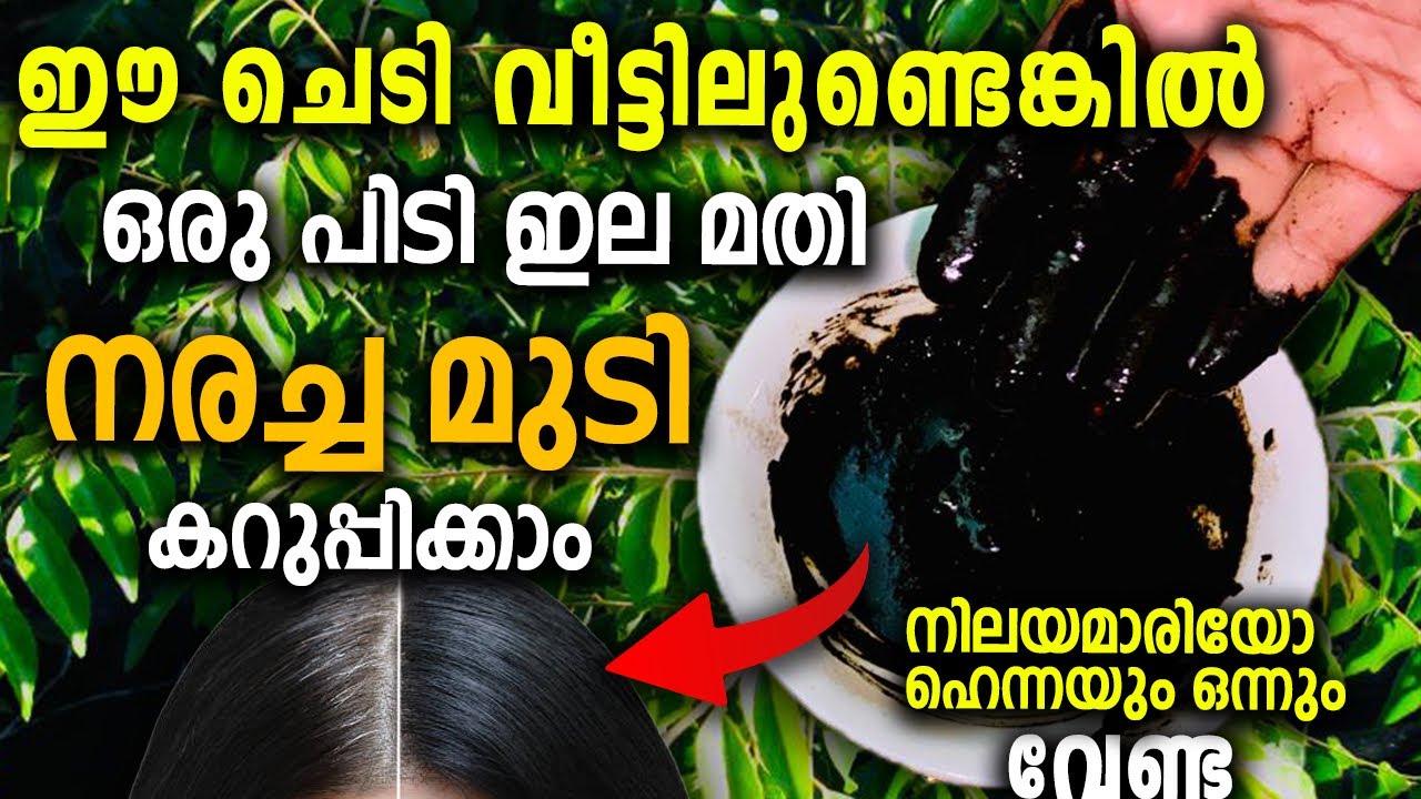ഈ ചെടി വീട്ടിലുണ്ടെങ്കിൽ ഒരു പിടി ഇല മതി നരച്ച മുടി മുഴുവനായും കറുപ്പിക്കാൻ |Natural hair dye