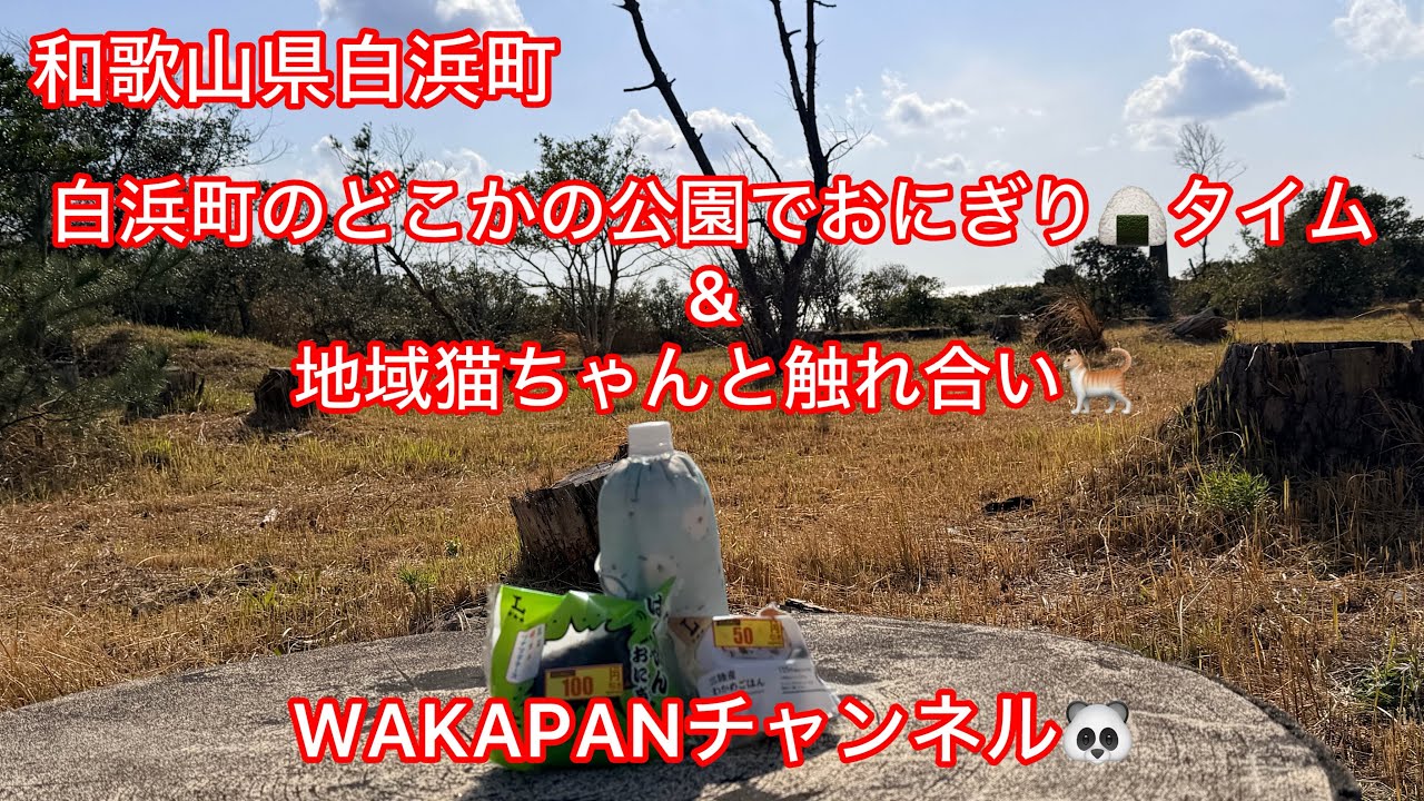 和歌山県白浜町　白浜町のどこかの公園でおにぎり🍙タイム&地域猫ちゃんと触れ合い🐈WAKAPANチャンネル🐼