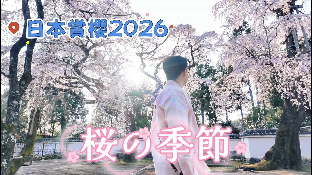 2026日本賞櫻最前線！百年枝垂櫻 夢幻滿開