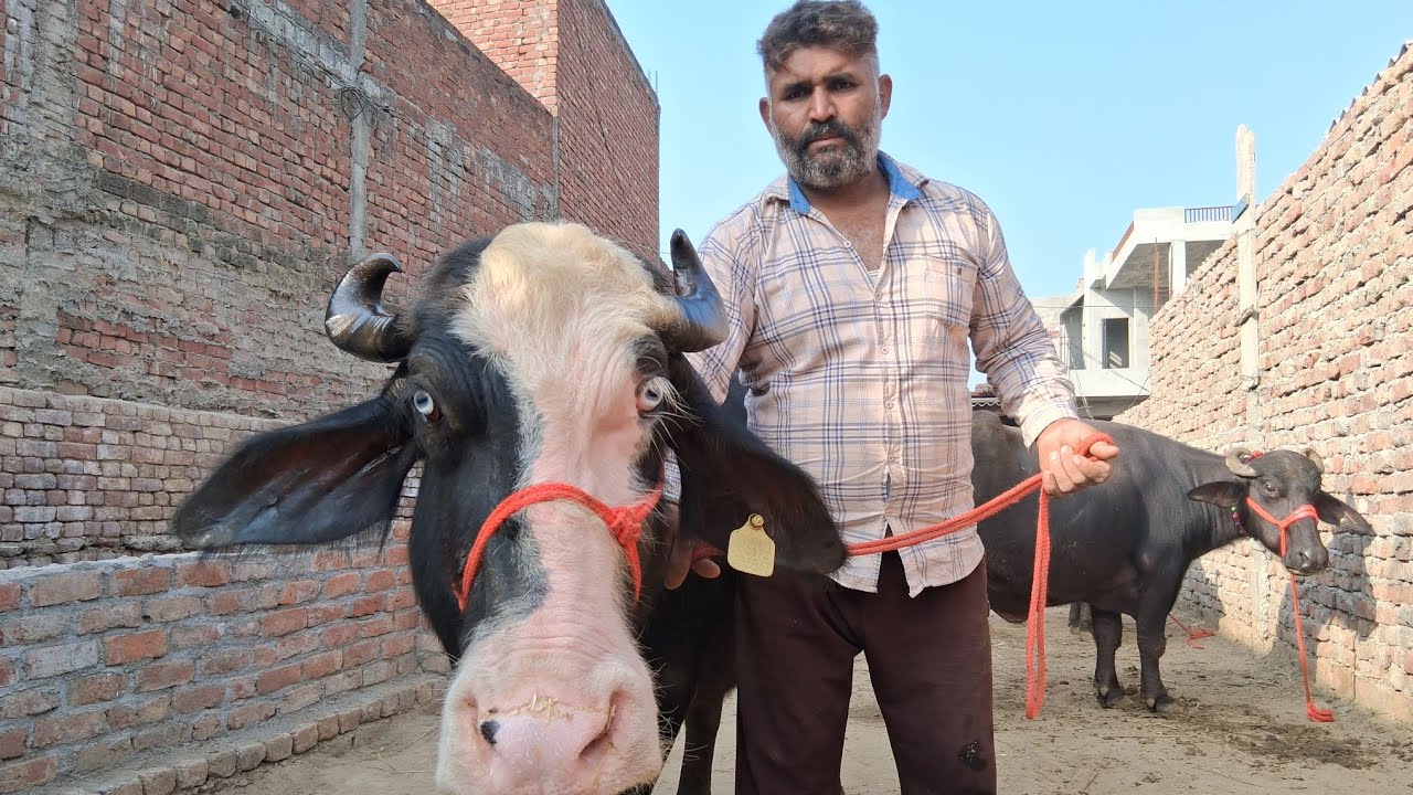 6 ਮਾਰਚ 2026 ਫੋਨ.ਨੰਬਰ 8427206817 🔥🔥