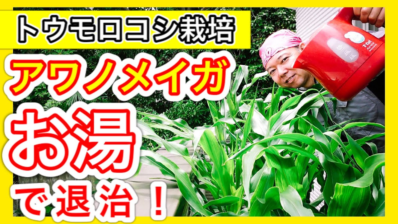 【トウモロコシ栽培】アワノメイガを「お湯」で退治！！