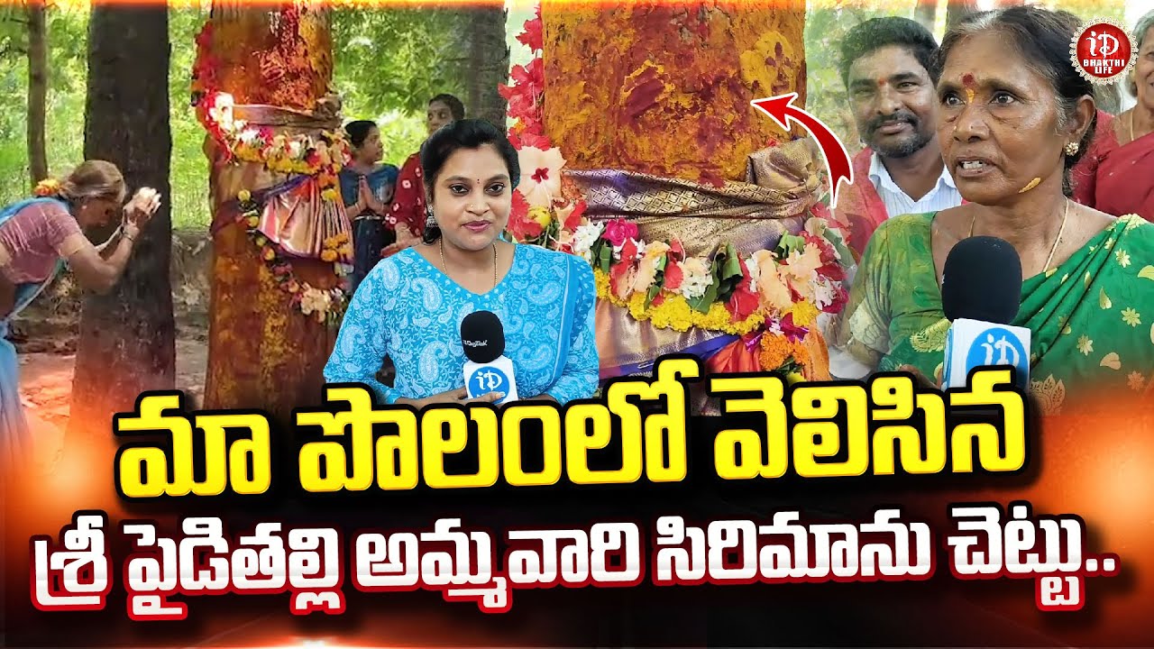 Latest Update : శ్రీ పైడితల్లి అమ్మవారి సిరిమాను చెట్టు | Vizianagaram Paidithalla Ammavaru