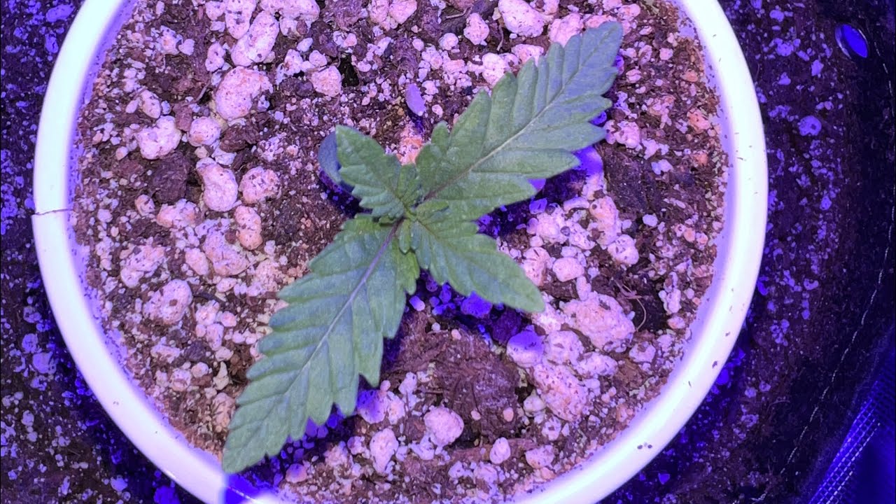 Transplanting Seedlings-Gorilla Grow Off-Seedling to Veg under the KindLED X80, Kyle&rsquo;s Skywalker OG