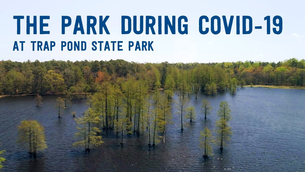 Trap Pond State Park During COVID-19
