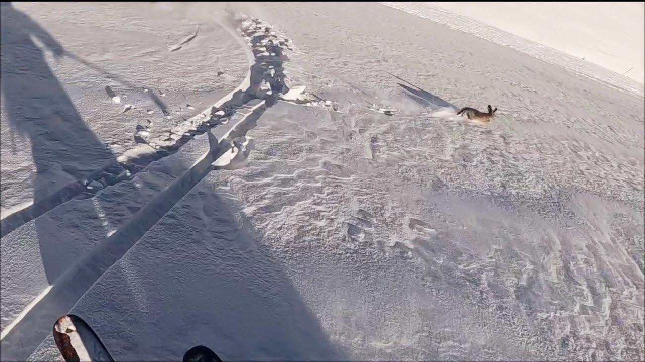 Snow rabbit in Parnassos off-piste fresh powder