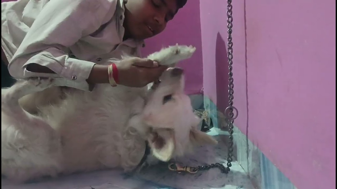 Vinay or Guddu ka jhagda ho gya 🤣