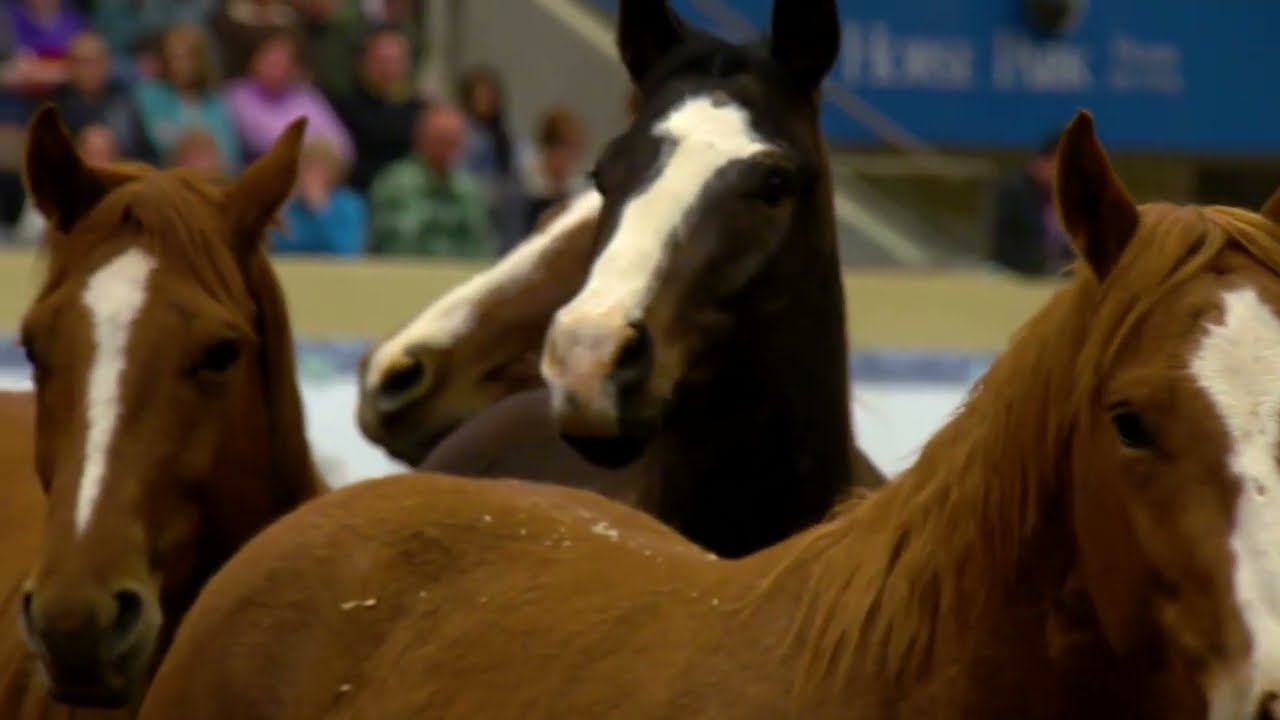 Watch the World's Best Colt Starters at Road to the Horse 2026!