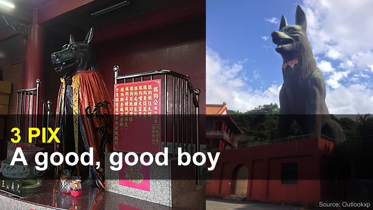 A good, good dog | 3 PIX, Sept. 10, 2020 | Taiwan Insider on RTI