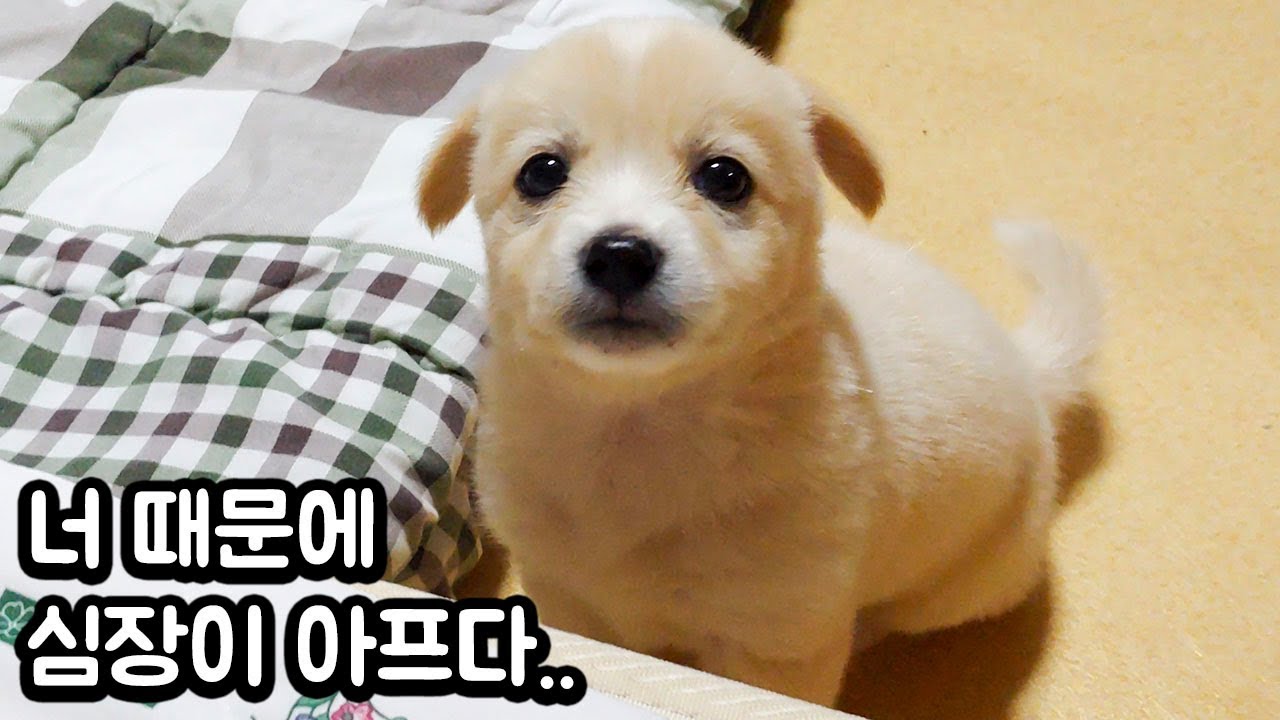 하루종일 꼬물꼬물한 인절미 (심장약한분 주의!) 봉두2화