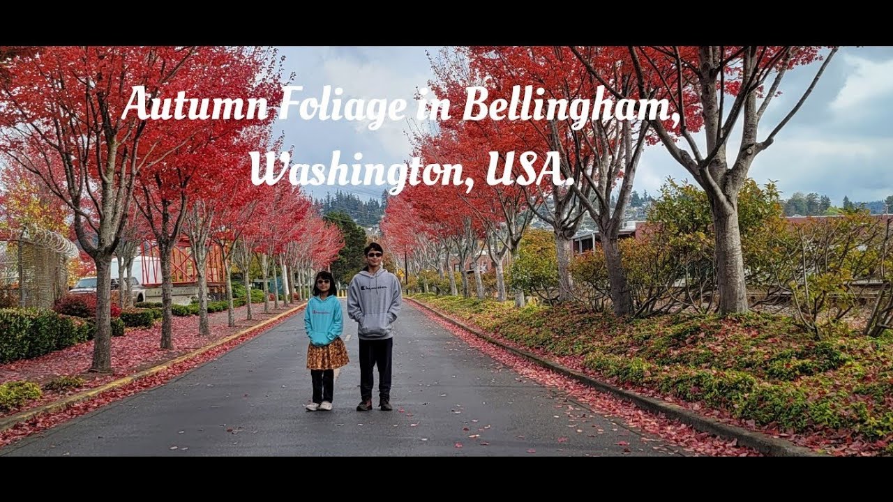 Autumn foliage in Bellingham,Washington USA.