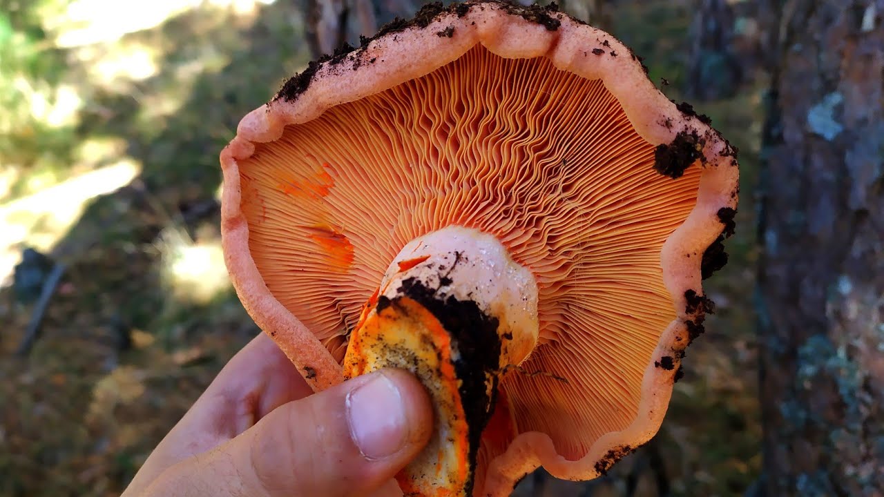 Niscalos Noviembre (-0 C&deg;❄)🍄🍄🍄 &iexcl;Setas dulces para Postres!