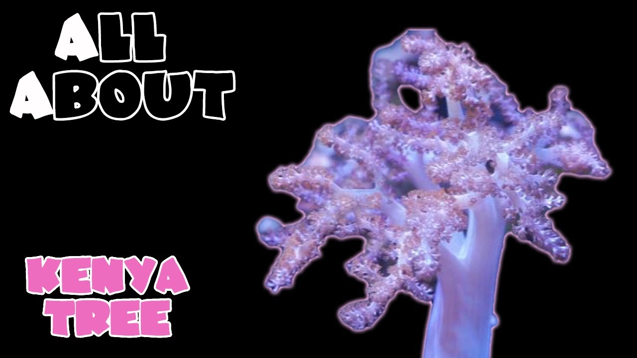 Всё о мягком коралле Kenya Tree или коже цветной капусты