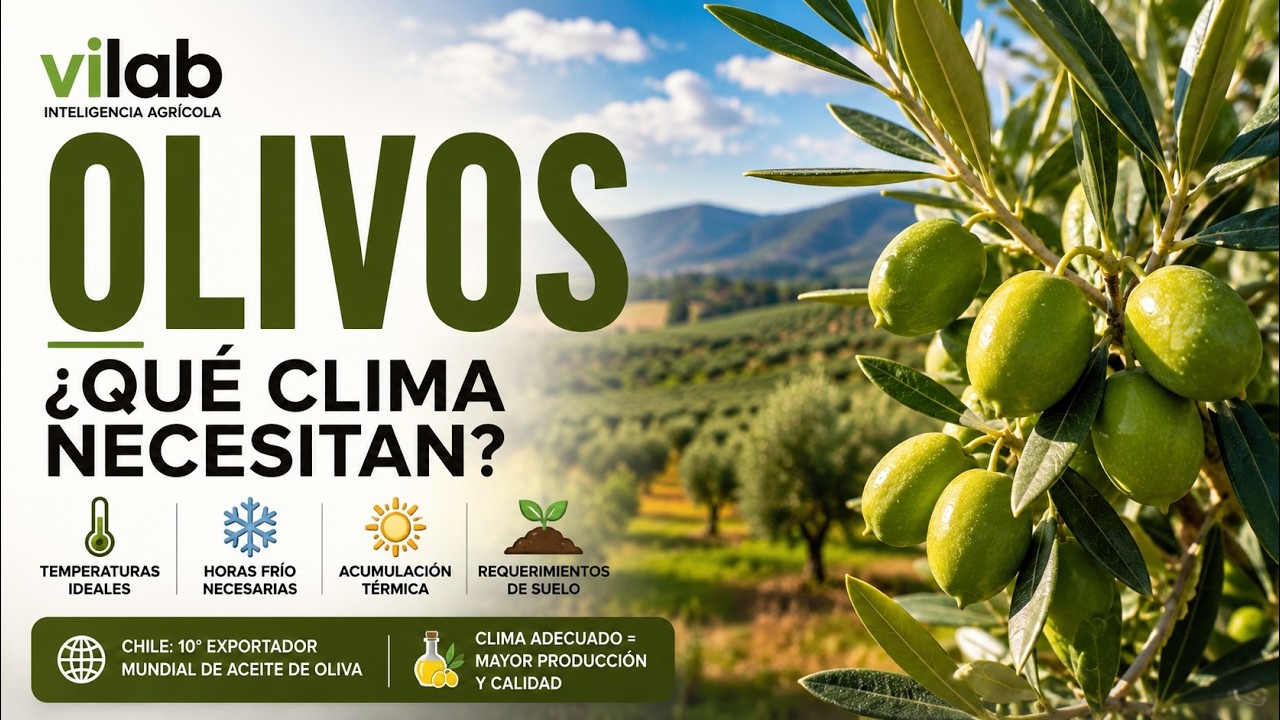 🫒  Clima para el cultivo de Olivos | ViLab