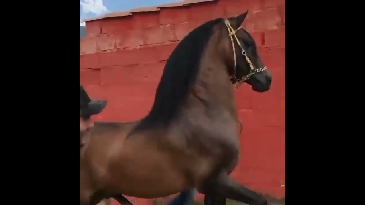 Caballo semental colombiano