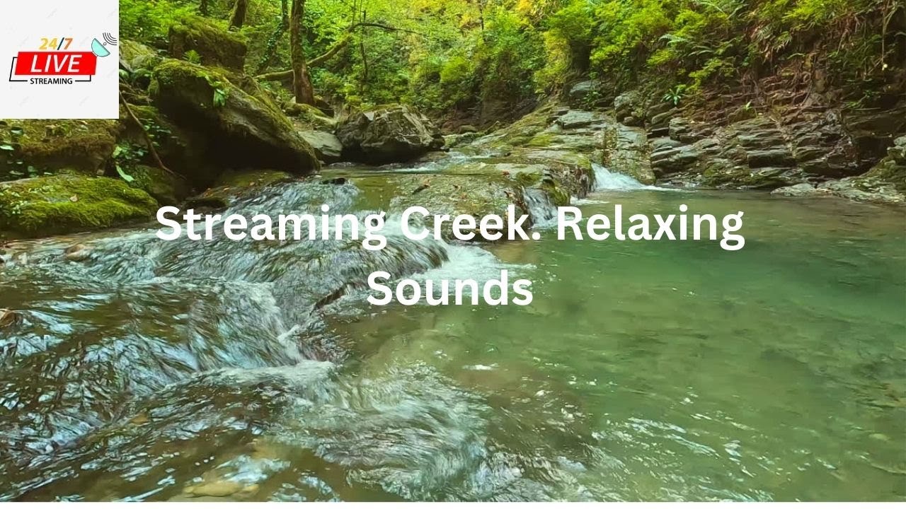 Live Steam Beautiful Creek and Sounds. Relaxing Calming Sounds.  4K UHD
