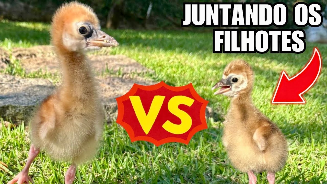 Por isso não pode deixar os filhotes de grou Juntos | veja onde coloquei o pintinho | Aves Recriar