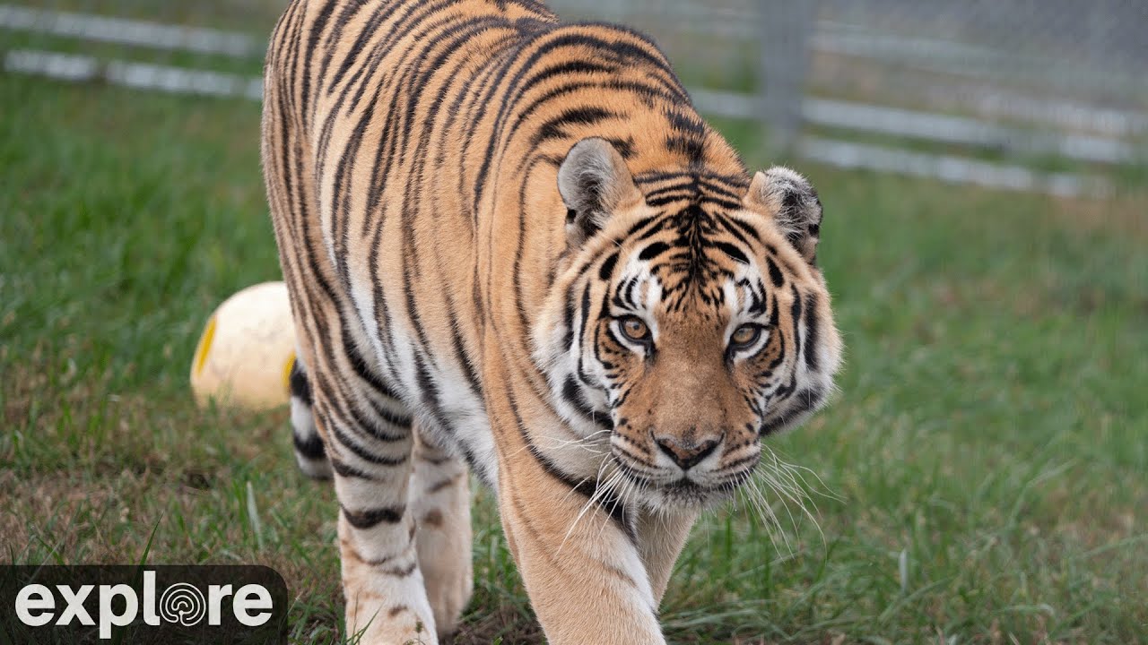 Jasmine the Tiger Cam at Turpentine Creek powered by EXPLORE.org