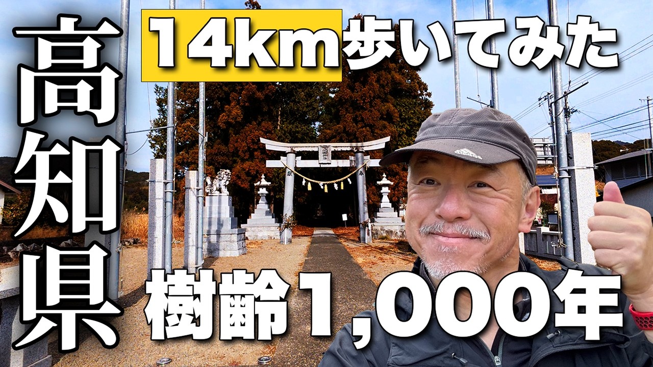 64歳が14km歩く！オムライス街道【高知観光】土佐国二宮・小村神社参拝！樹齢1000年の神木〜錦山CC周回コース【旅行VLOG、レビュー】天然記念物の金色の竹キンメイモウソウチク発見！