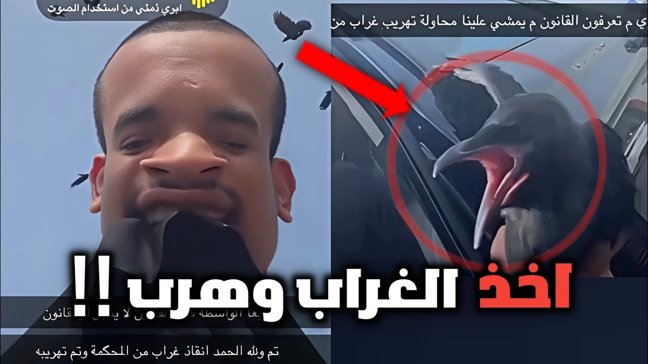 اخذ الغراب من وسط محكمة الغربان وهرب في 😰 !!