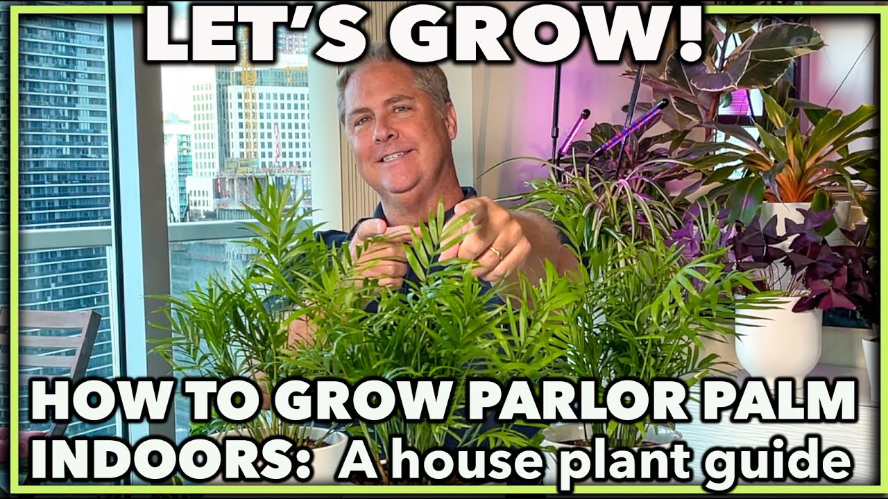 HOW TO GROW PARLOR PALM INDOORS: A house plant guide on caring for your parlor palm
