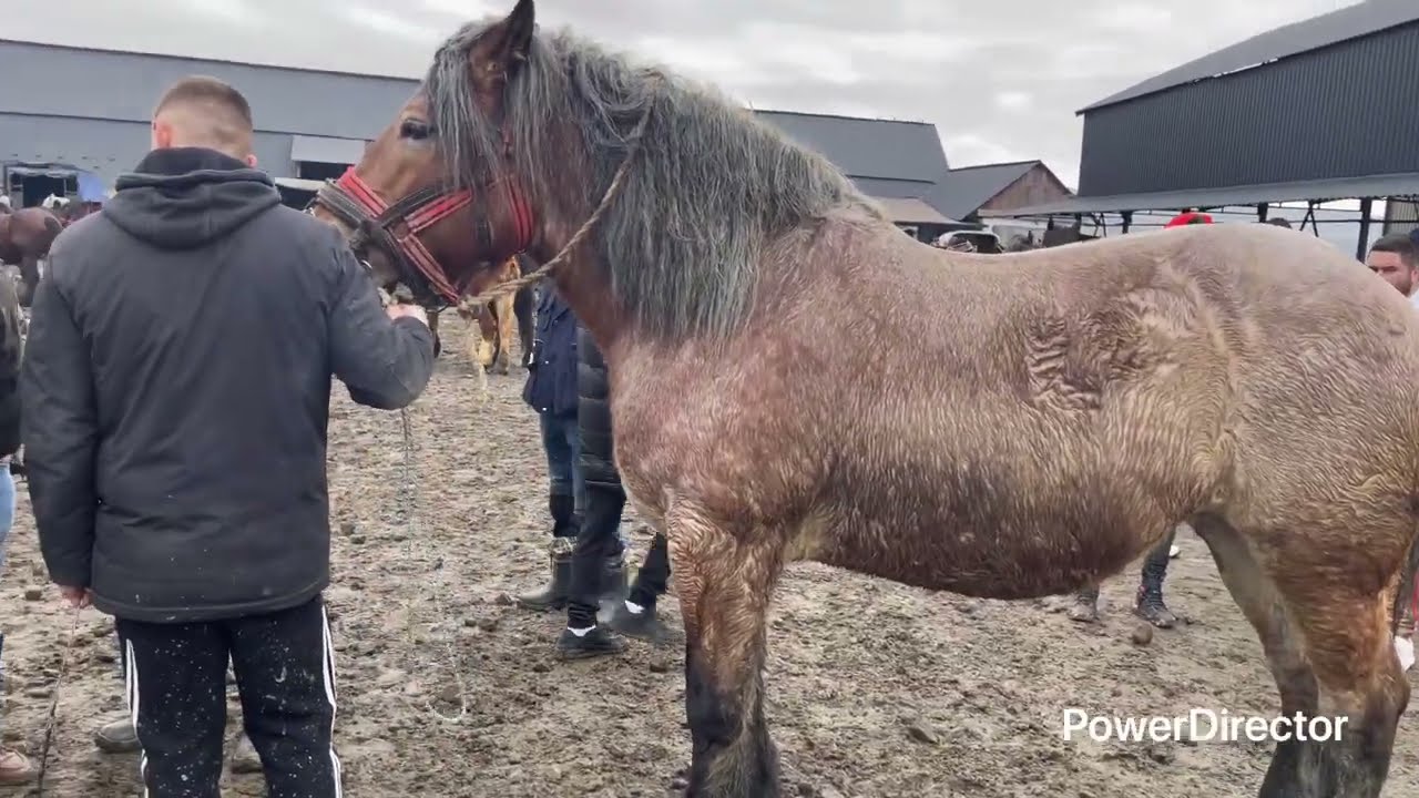 În târg la budacu de jos 🐎