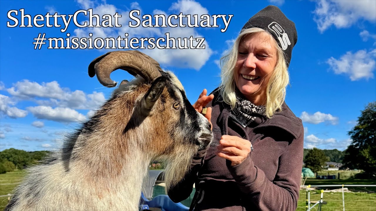 ShettyChat Sanctuary – gemeinsam für gerettete Tiere | #MissionTierschutz | Mission Tierschutz