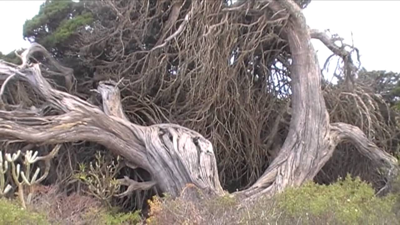 Exploración botánica en la Isla de El Hierro