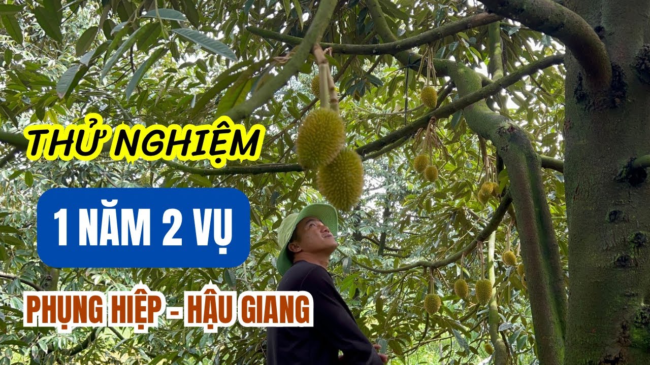 MÔ HÌNH SẦU RIÊNG 1 NĂM 2 VỤ - VƯỜN ANH CHIỂU PHỤNG HIỆP, HẬU GIANG