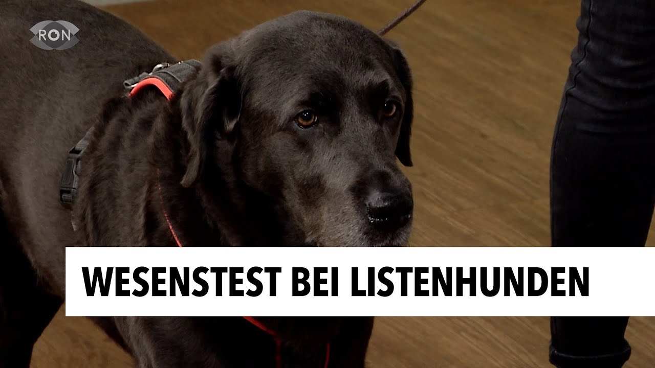 Worauf es bei Hunden und Haltern ankommt | RON TV